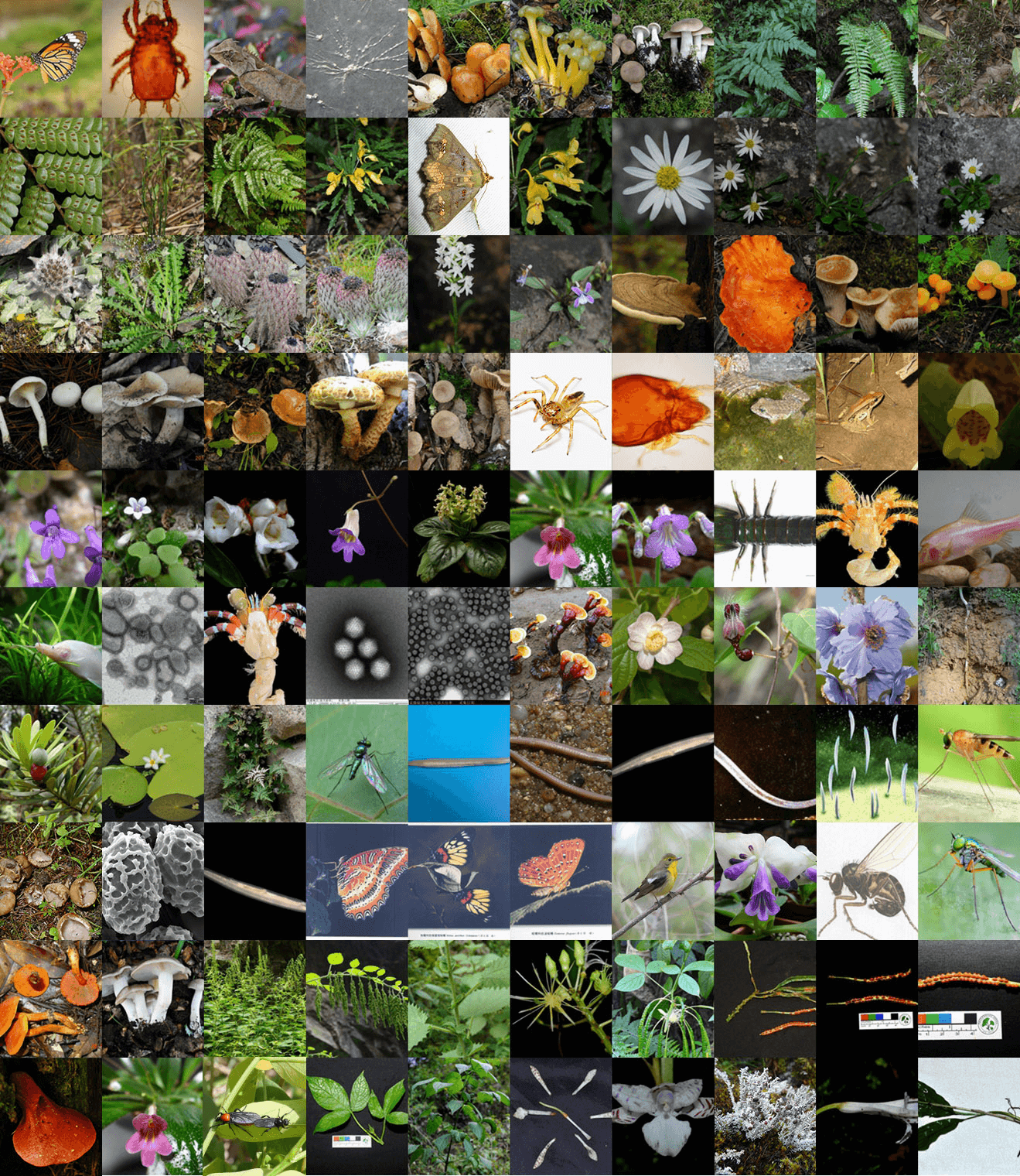 中国生物物种名录